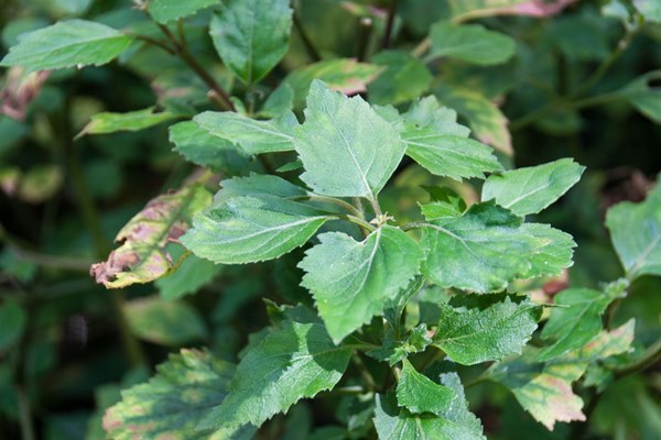 Perfumes containing online patchouli