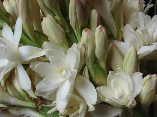 tuberose