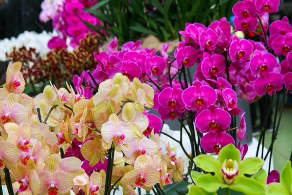 How Colored Orchids Are Made