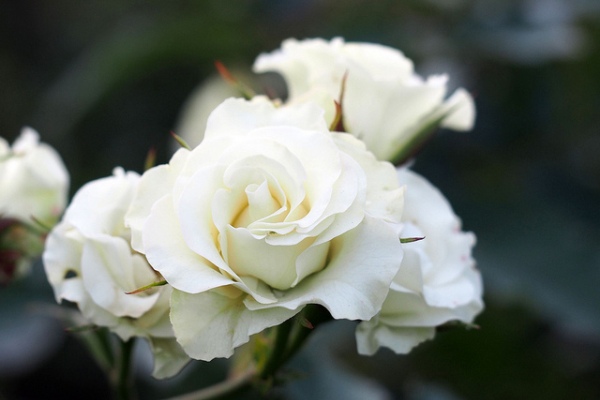 white-rose