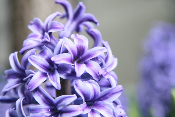 Perfume that smells online like hyacinth