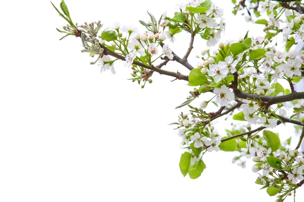 pear blossoms