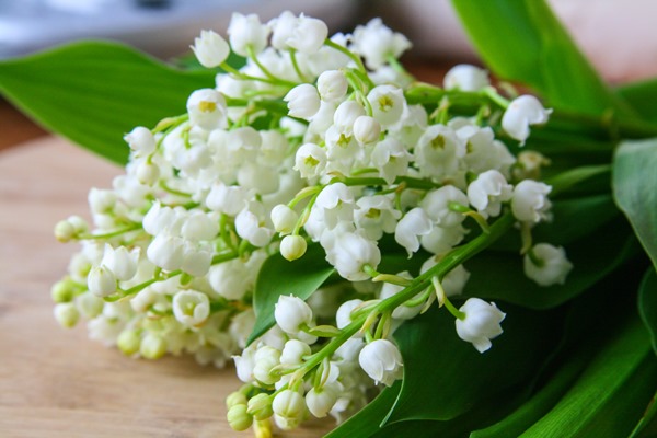 diorissimo lily of the valley