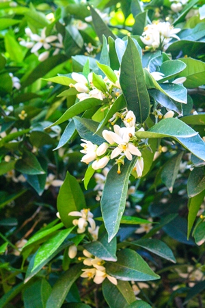 orangeblossoms