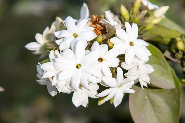 Best Jasmine Perfumes