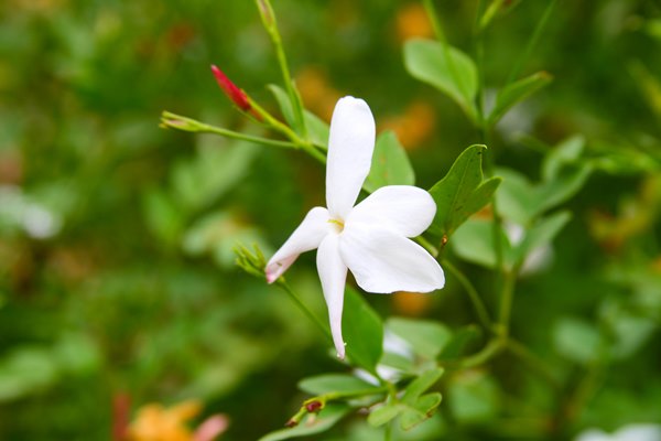 Dried Jasmine Flower Tea Jasminum Grandiflorum Superior Quality Herbs &  Spices 