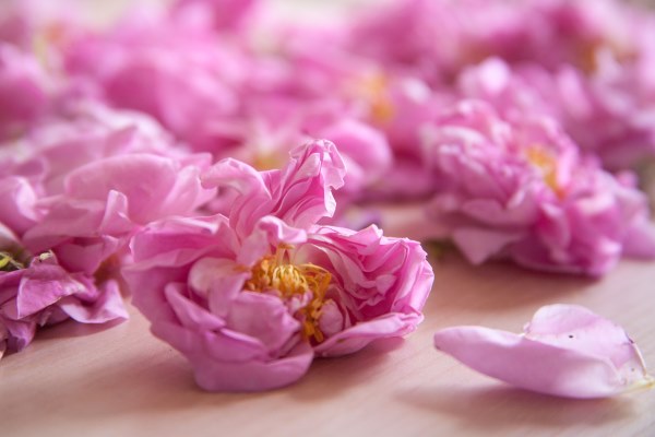 Top 10 MAY ROSE / ROSE DE MAI Fragrances