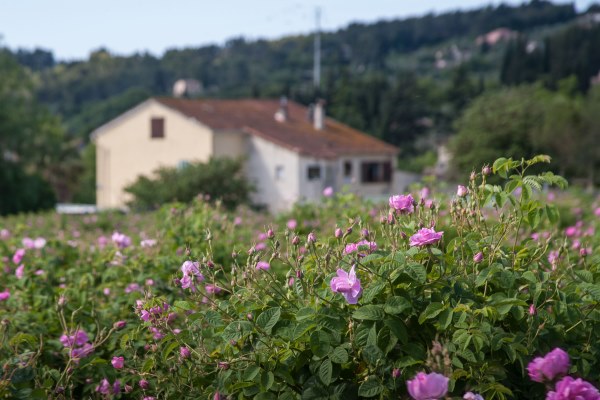 Rose Coup de Foudre - Niche Story