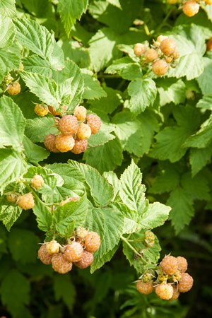 white raspberry