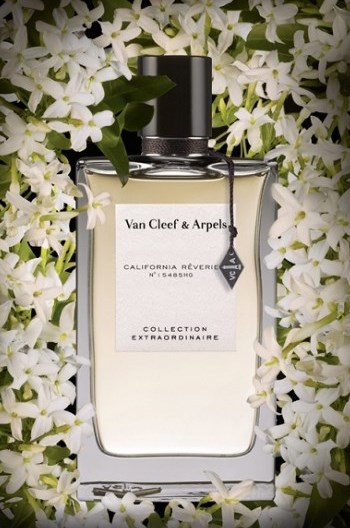 FRAGRANCE REVERIES - News