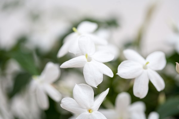 What Does Orange Blossom Smell Like? - Bois de Jasmin