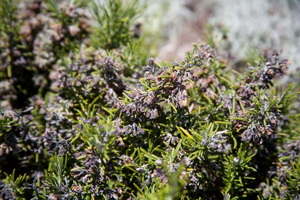 provence-herbs