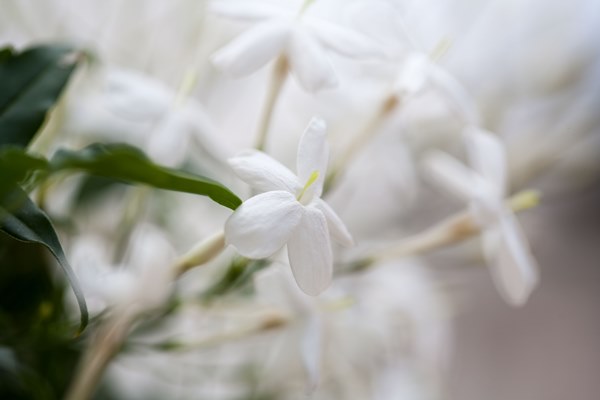 New Perfume Classes on Jasmine, Tuberose, Incense and Deconstructing Classics