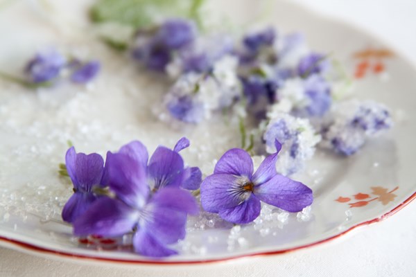 New Spring Classes : White Florals, Violets and Iconic Perfumes