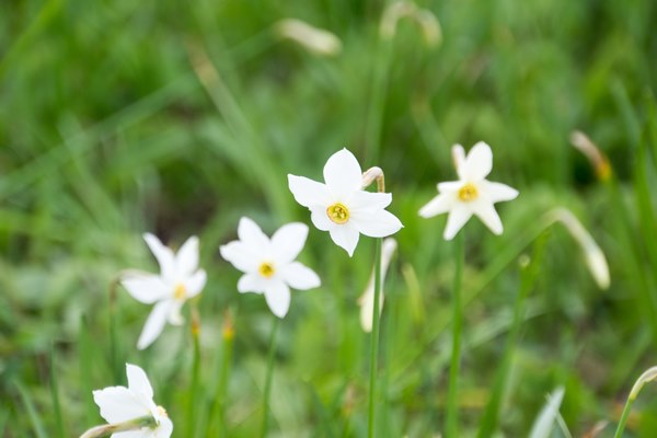 What Does Daffodil Smell Like  