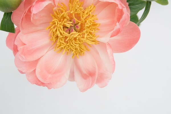 Contemplating a Peony : 5 Perfumes for the Peony Viewing