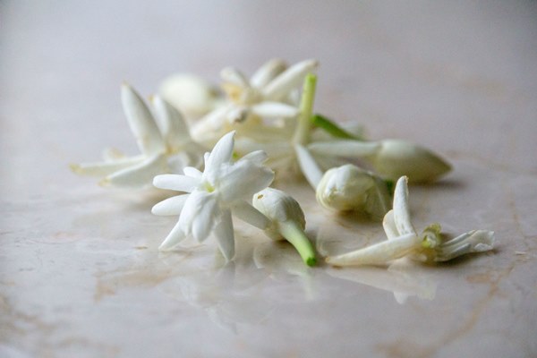 Best of 2019 in Perfume - Bois de Jasmin