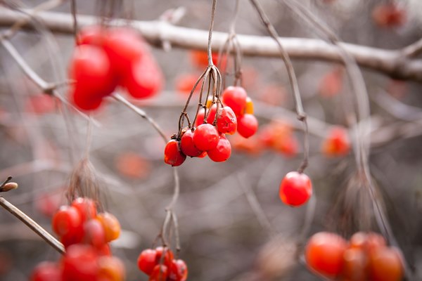 Postcard from Ukraine : Kalyna Berries