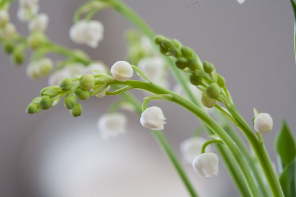 Perfume To Brighten Up Your Spring Days