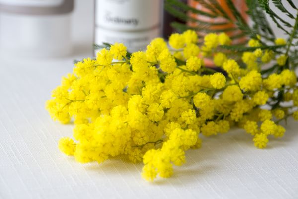 Mimosa Tea Scent Home Delights