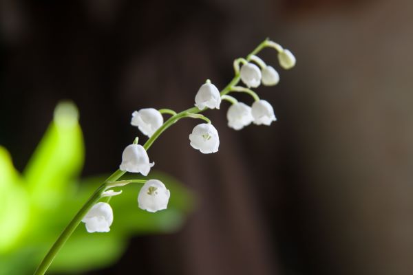 Muguet smell new arrivals