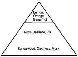 Fragrance pyramid