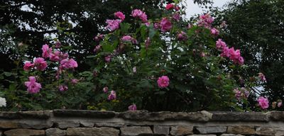 Roses and rock wall