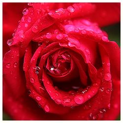 Rose dew 3