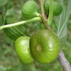 Green_figs