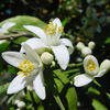 Orange_blossoms