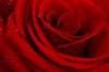 Red_rose