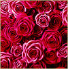 Roses_small_earthelements