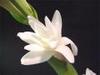 Tuberose_flower