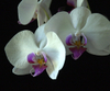 Whiteorchid