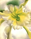 Yellow_orchid_okeefe