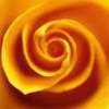 Yellow_rose_2